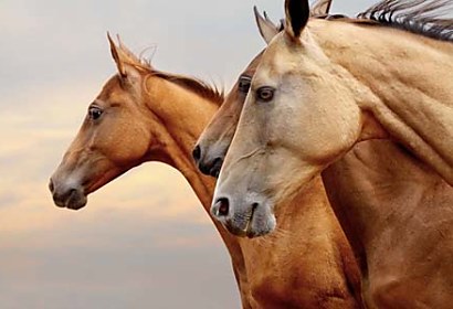 Fototapeta Wild horses 24437
